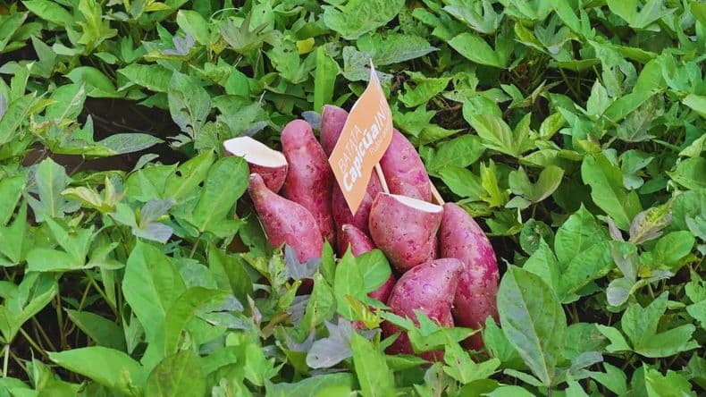 Reina Batata: Protagonismo de INTA San Pedro en el desarrollo de un cultivo que trasciende