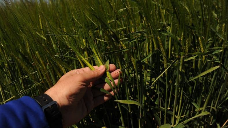 El trigo argentino entra en una nueva etapa: la diferencia está en cómo producimos