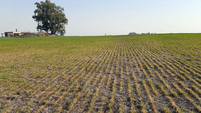 Federación Agraria Ramallo advirtió que la baja de retenciones "no alcanza" para el campo
