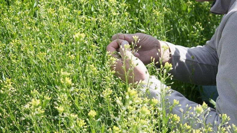 La camelina sigue ganando espacio en la zona núcleo
