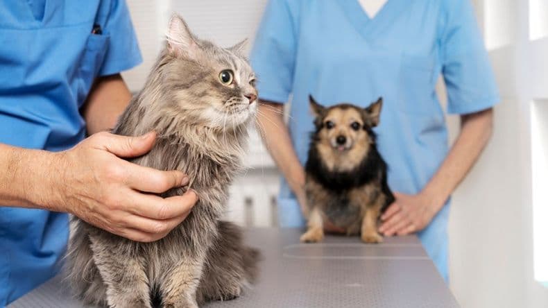 En Lima siguen los operativos de castraciones gratuitas de mascotas