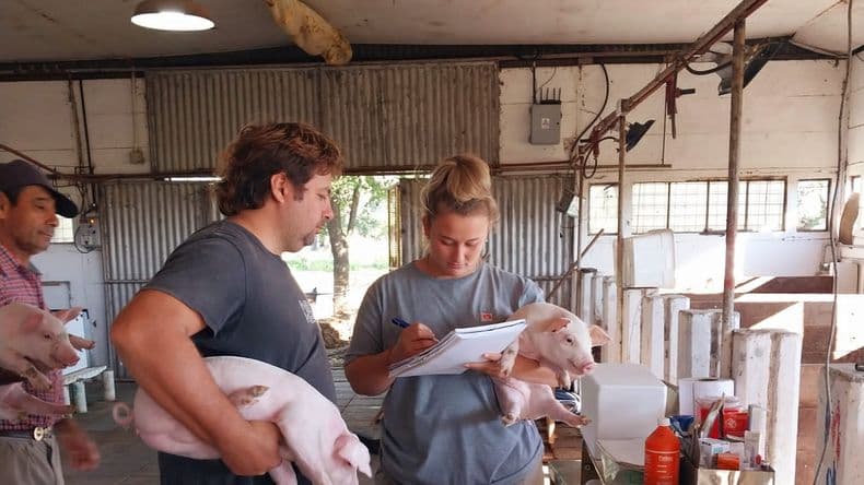 Cómo tratan los residuos de cerdos para lograr una enmienda orgánica