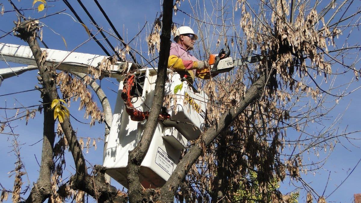 San Pedro: COOPSER realiza cortes programados de energía por mantenimiento y poda en distintas zonas