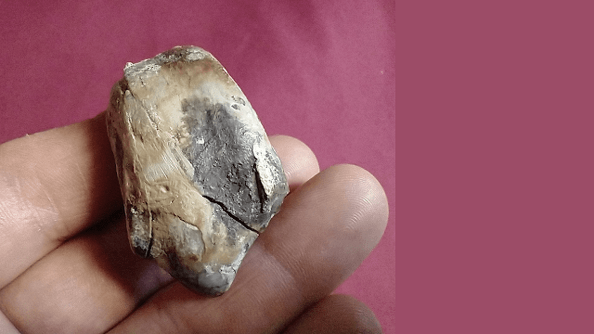 San Pedro: Hallan un diente de Macrauchenia en las barrancas y amplían el patrimonio del Museo paleontológico