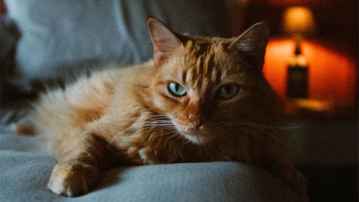 Dormir con el gato en la cama: ¿sí o no?