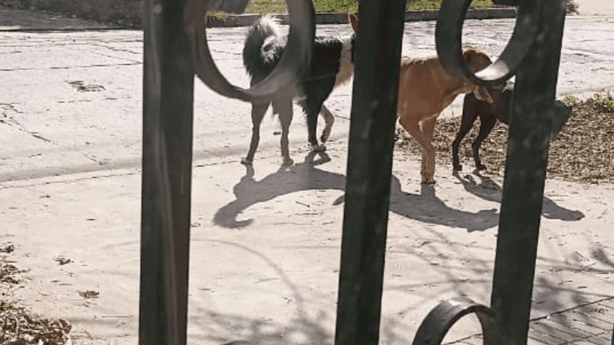 Preocupación en Villa Ramallo por una jauría de perros que pone en riesgo a vecinos y mascotas