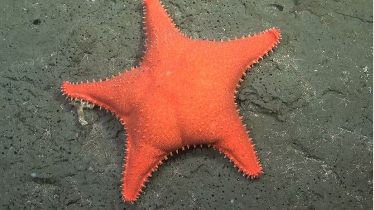 Conicet volverá a explorar las profundidades del Mar Argentino