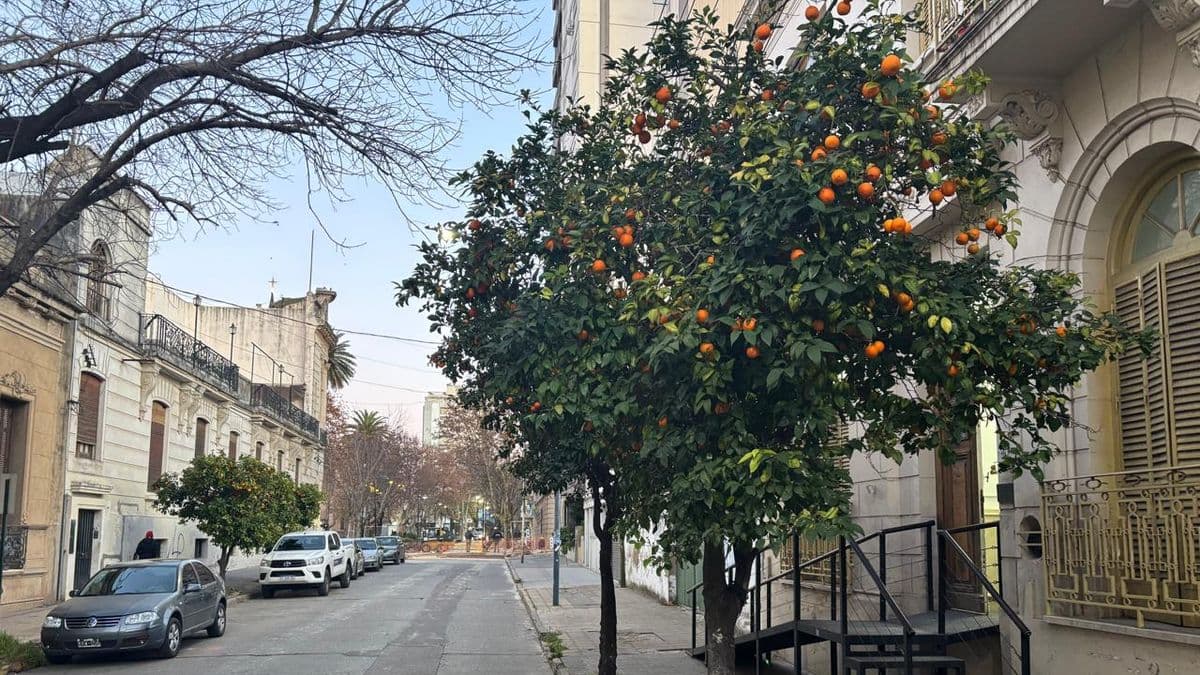 Las naranjas que en Pergamino nadie junta y que hoy despiertan interés en el mundo