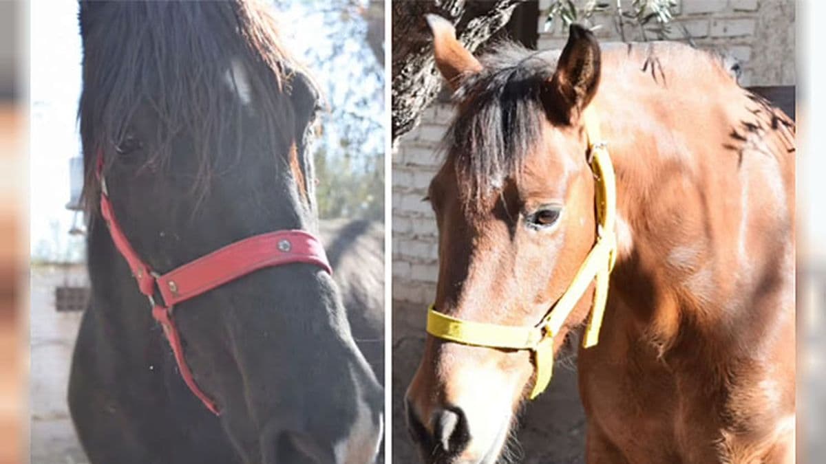 Fallo histórico en derecho animal: qué provincia reconoció a dos yeguas como seres sintientes