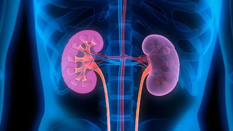 Día Mundial del Riñón: uno de cada diez argentinos presenta algún tipo de complicación renal