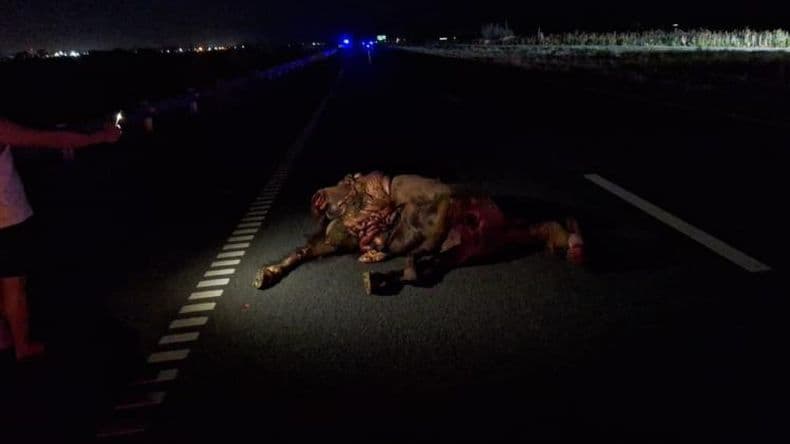 El caballo murió por el impacto.
