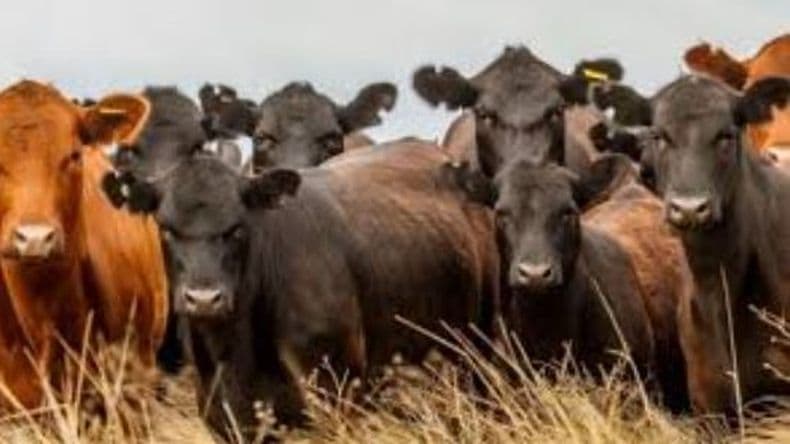 Ganadería internacional: mercado tensionado con optimismo para Sudamérica y Mercosur