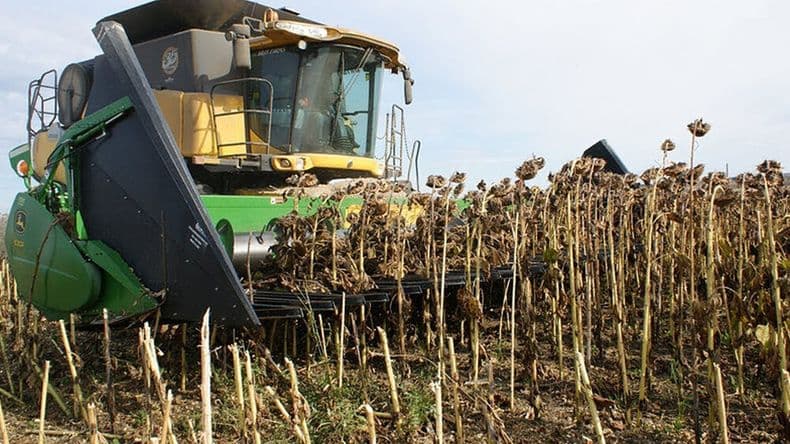 El girasol picó en punta y viene batiendo récords
