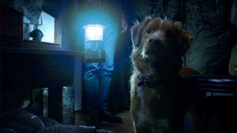 Héroes insólitos en Cinema Pergamino: un perro contra el mal y un niño en el bosque