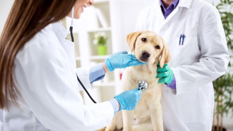 Guardias veterinarias en Pergamino: ¿Cuál es el cronograma para este mes?