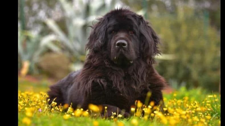 Río Negro: un hombre fue condenado por matar a un perro a patadas