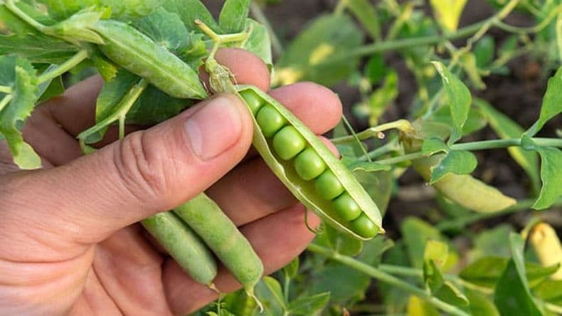 El cultivo de legumbres muestra un sostenido crecimiento