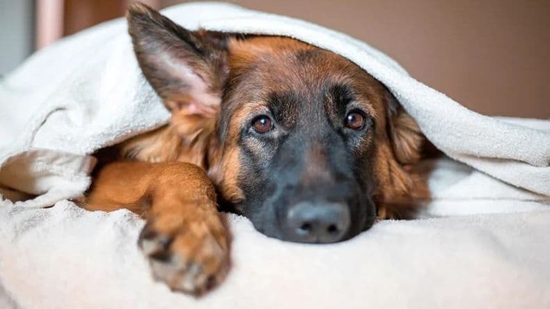 El intenso invierno de las mascotas: los diez cuidados que necesitan los perros ante la ola de frío