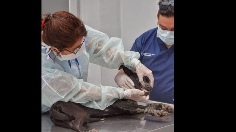 ¿Por qué hoy se celebra el Día del Veterinario?