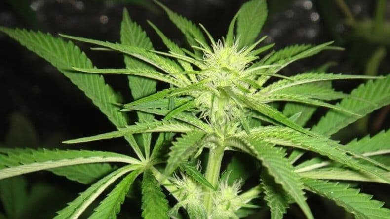 Una discusión de expareja derivó en hallazgo de plantas de marihuana y operativo policial en Colón