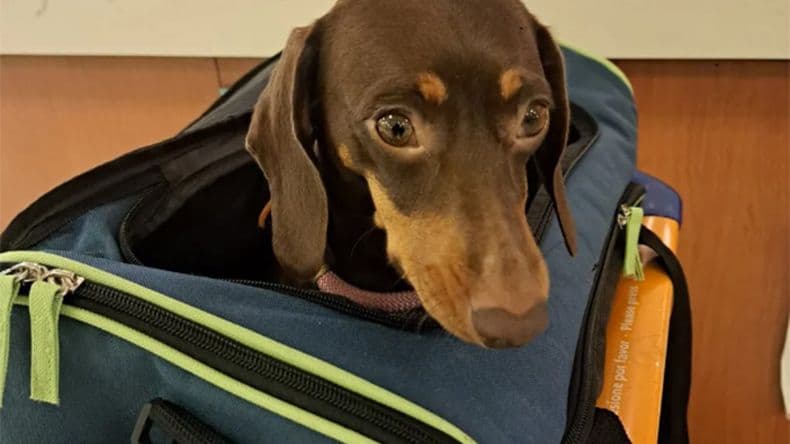 ¿Qué mascotas? Autorizan a trasladar animales domésticos en trenes y micros de larga distancia
