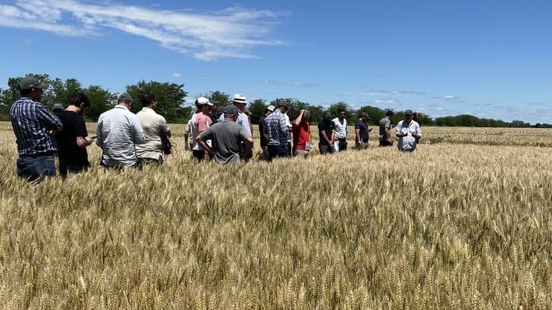 Neogen Semillas, innovación genética para un agro más eficiente