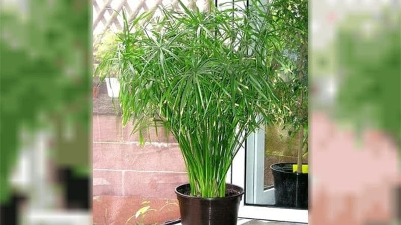 Ni lavanda ni romero: ¿Cuál es la planta que perfuma la casa y cuida el medioambiente?
