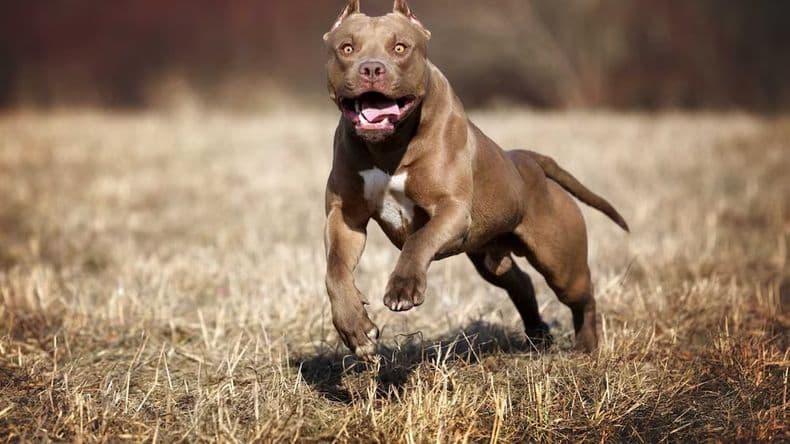 Una mujer denunció que los perros de un vecino mataron a su mascota