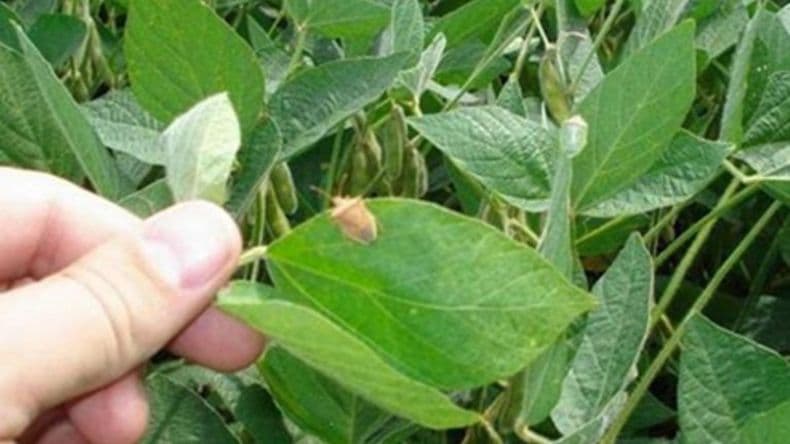 Soja: Detectan presencia de chinches y orugas en lotes de la zona núcleo