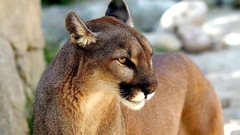 Alarma por un puma suelto en Moreno: mató varios animales de granja y nadie puede atraparlo