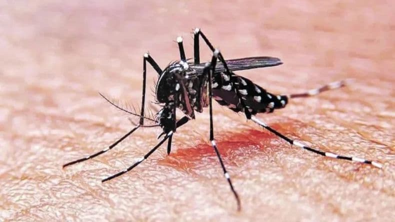 Preocupación en Ramallo por un nuevo caso de dengue: investigan posible nexo con Expoagro