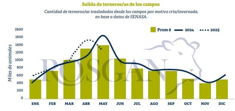 Tras un inicio rápido, la salida de terneros se desacelera en el último mes