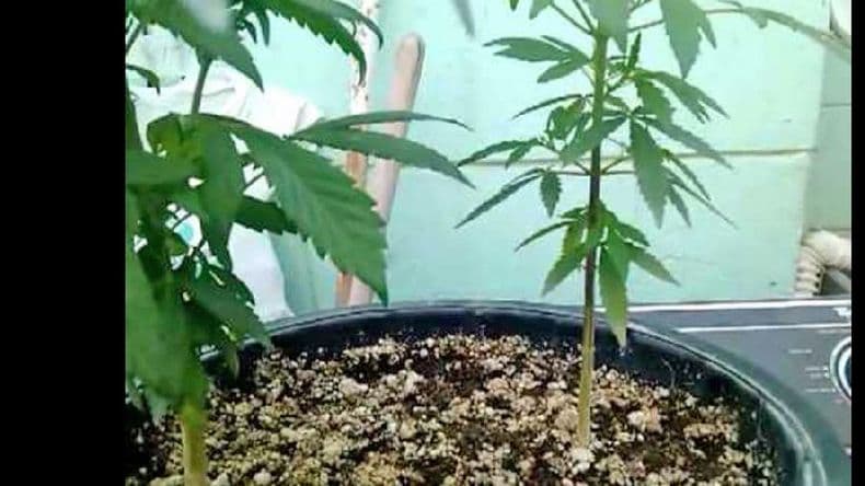 Secuestraron plantas de marihuana en proceso de secado y varios plantines