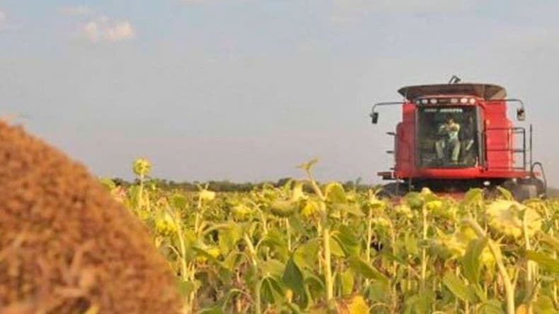 El girasol está de regreso y se afirma en la región núcleo