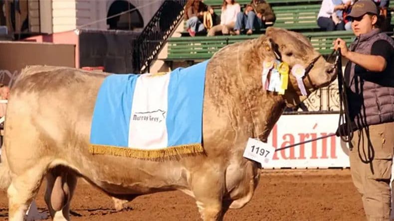 Histórico: un toro bonaerense de la raza Murray Grey se consagró campeón mundial