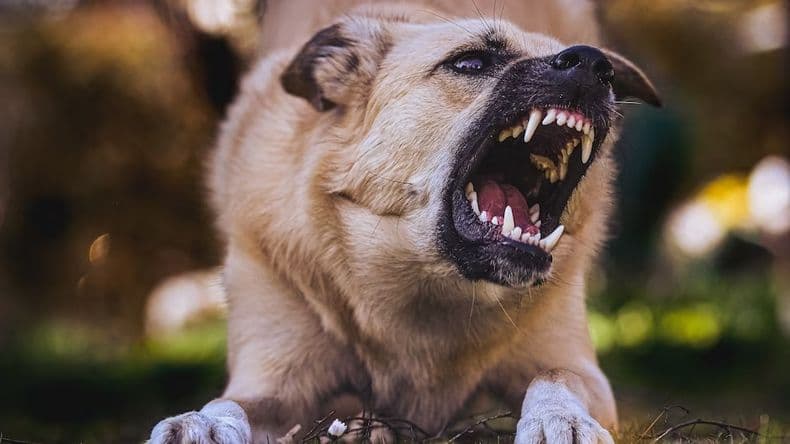 Un perro mordió a una adolescente y la dueña de la mascota amenazó a la madre de la víctima