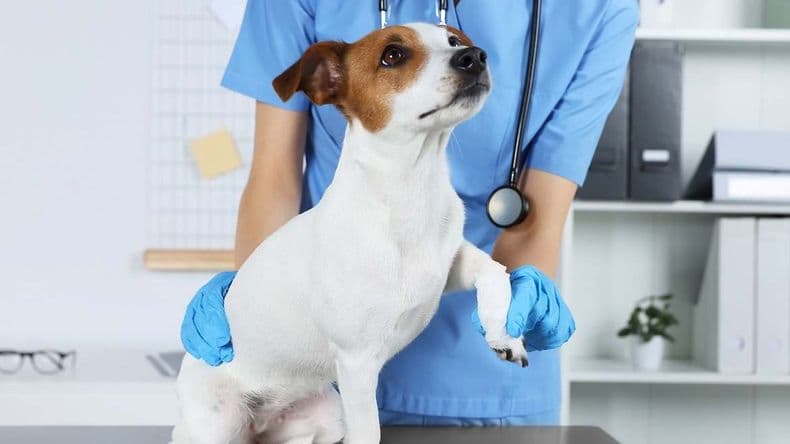Socialmente, los veterinarios también hacen un trabajo importante para cuidar a 