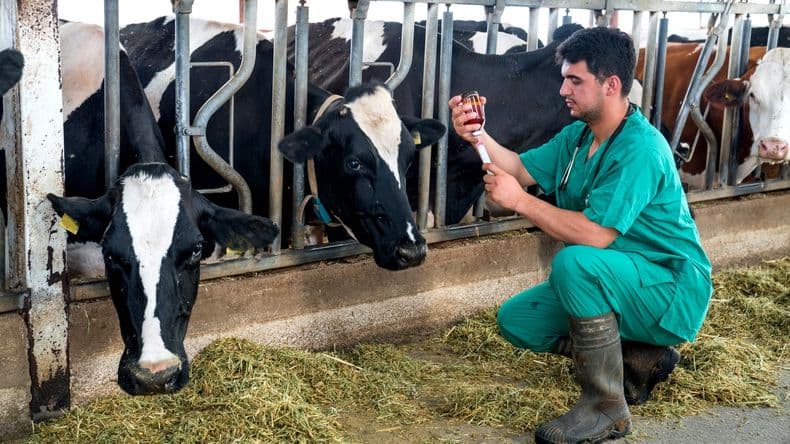 Los veterinarios y su invalorable rol de humanizar la salud de los animales