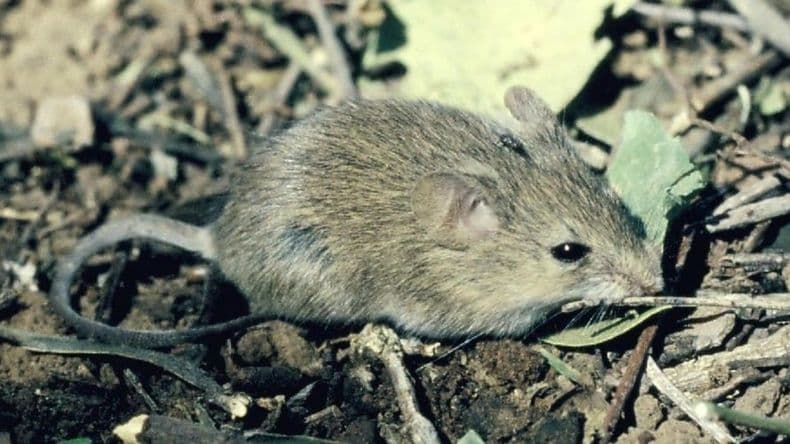 Fiebre Hemorrágica Argentina en Pergamino: un hombre tuvo que ser hospitalizado