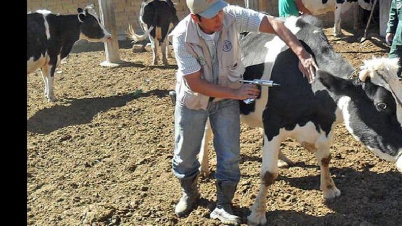 Más de 40 millones de bovinos vacunados contra la aftosa