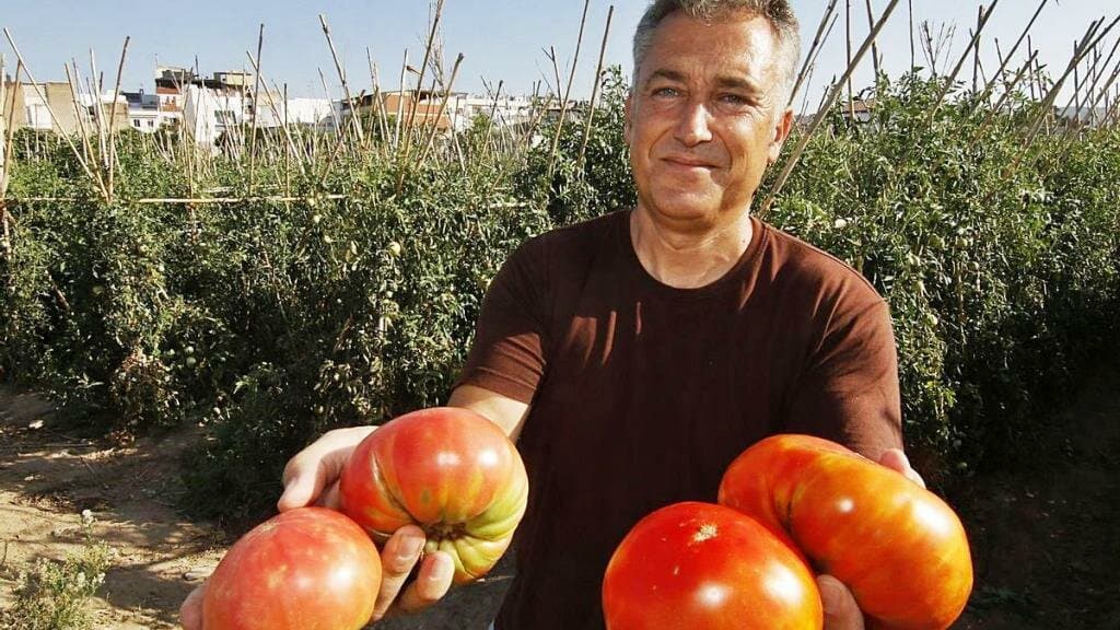 Tomates en la huerta: llegó el momento de trasplantar