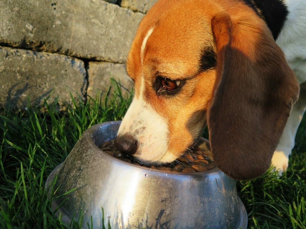Menos alimento para mascotas y ganado por traba de importaciones