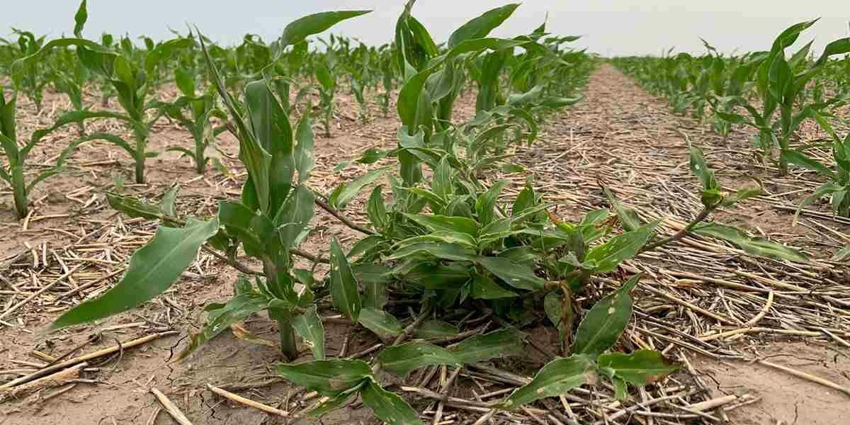 Commelina erecta: una Santa ‘no tan santa’