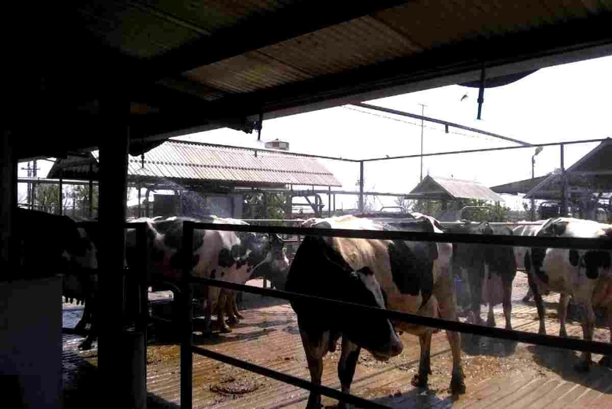 Estrés calórico en tambos: ¿Cómo reducir su efecto en esta época del año?