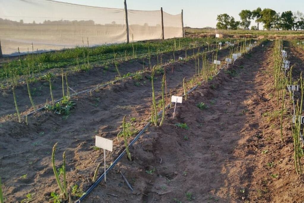 Espárragos: la posibilidad de producirlos en el sur bonaerense