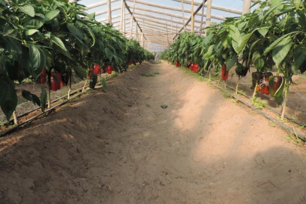 Cómo diseñar la huerta para evitar estrés por calor o salinidad
