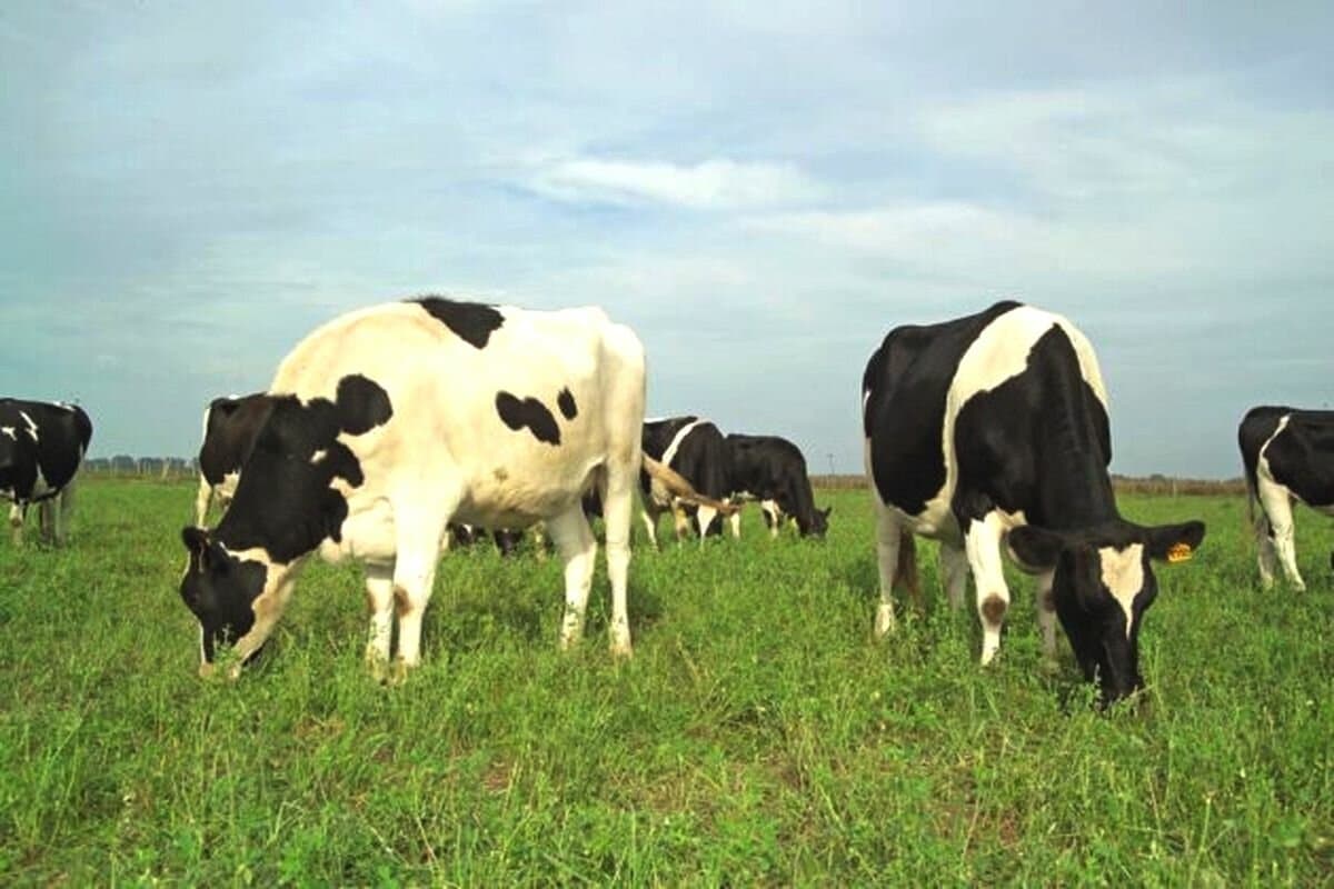 Primera empresa argentina en certificar Bienestar Animal en la región