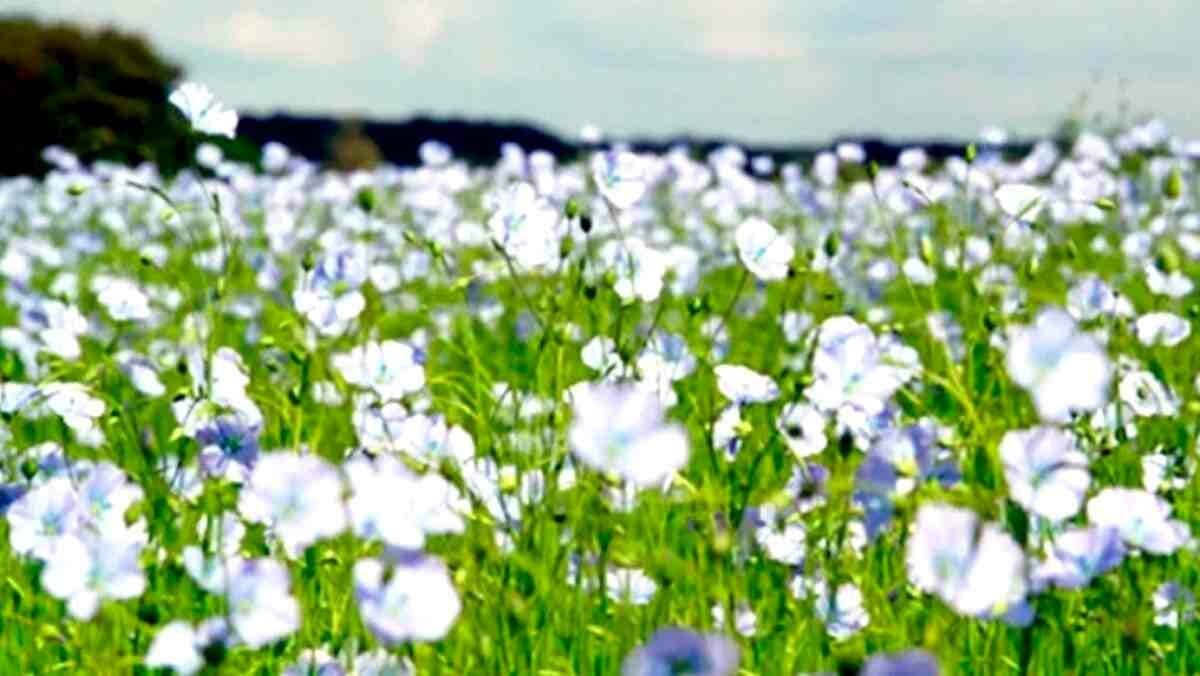 Lino, un cultivo que bien fertilizado es ideal para diversificar el campo