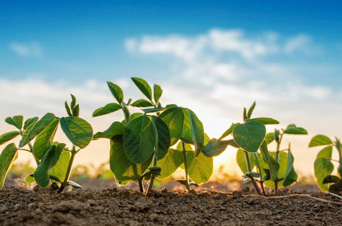 Soja: recomiendan prestar atención a Isoca bolillera en estadios iniciales del cultivo