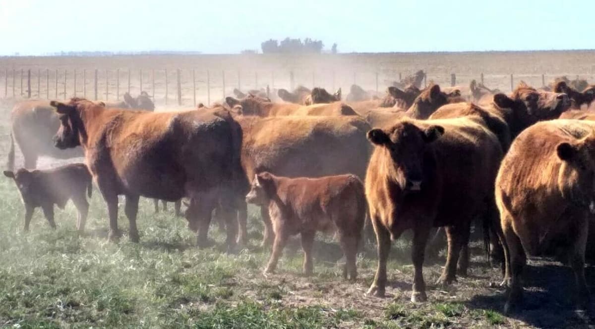 Ola de calor: provoca mortandad de hacienda y más vacas vacías